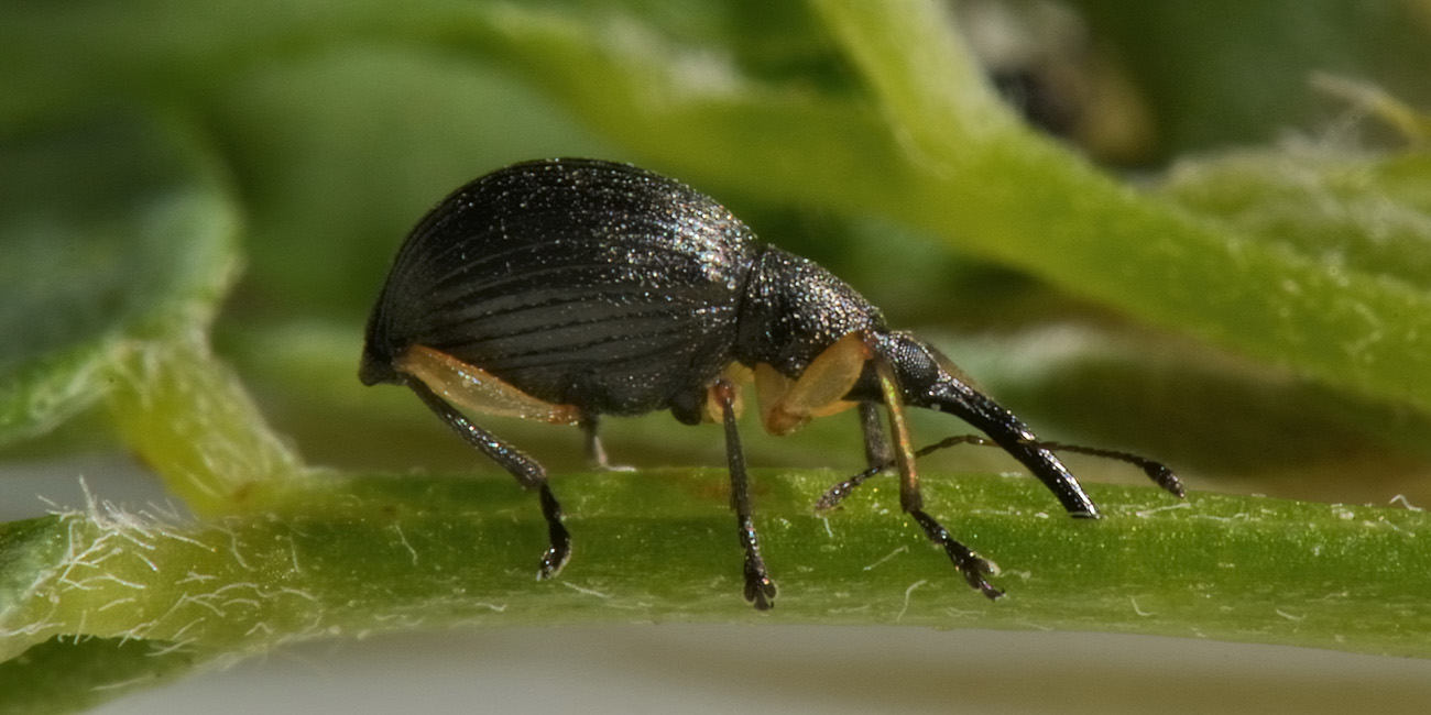 Apionidae: Protapion apricans?  Sì !